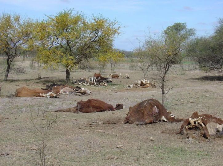 Santa Fe: Se secó una gran laguna y alertan por la muerte de 3.000 vacas